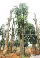 益陽(yáng)市香樟苗木供應(yīng) 專業(yè)移栽服務(wù)與綠化解決方案