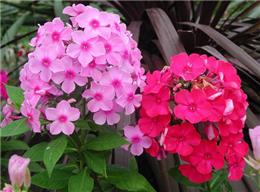 宿根福祿考苗木山東濰坊市場(chǎng)報(bào)價(jià)及選購(gòu)指南