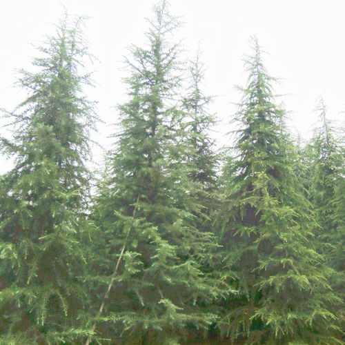 天昱生態(tài)苗木 江蘇精品雪松價(jià)格大全與圖片展示