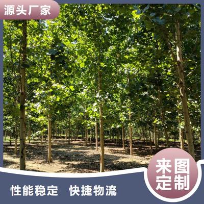 法桐苗木暢銷全國(guó)，優(yōu)質(zhì)基地助力綠化建設(shè)