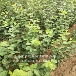 杭州建德大紅袍李子樹苗誠(chéng)信商家 苗木選購(gòu)指南