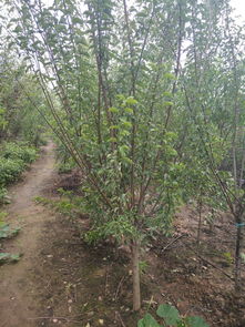 供應(yīng)高質(zhì)量綠梅苗木，打造完美園林景觀