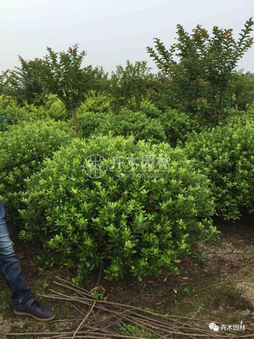 海桐球在園林綠化中的用途