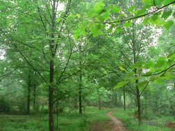 花木社區(qū)苗木論壇 產(chǎn)業(yè)脈搏與經(jīng)驗(yàn)薈萃的第二頁面