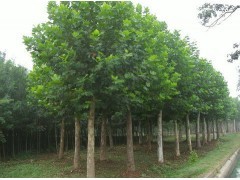 山東檉柳苗木供應(yīng) 優(yōu)質(zhì)喬灌木綠化選擇，盡在597苗木網(wǎng)