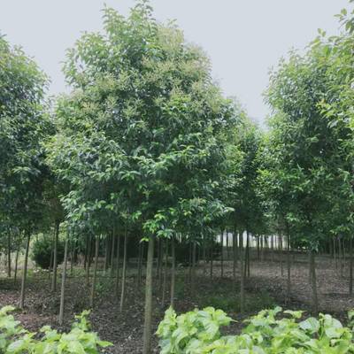 沛縣大葉女貞種植基地 優(yōu)質(zhì)14公分大葉女貞苗木選購指南