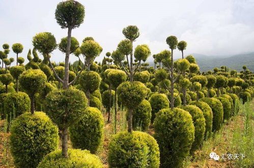 園林苗木生產(chǎn)的三大主流與多個特色化 你必須了解的行業(yè)格局
