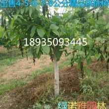 朝陽產(chǎn)業(yè)中的綠色明珠 果樹綠化苗木的發(fā)展與應(yīng)用