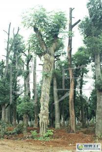 湖南苗木產(chǎn)業(yè)中的璀璨明珠——香樟樹的移栽技術(shù)與25公分香樟市場(chǎng)前景