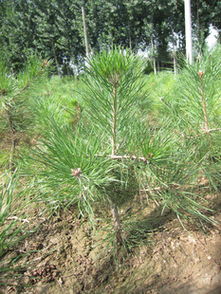 特價(jià)優(yōu)質(zhì)營(yíng)養(yǎng)缽樟子松苗供應(yīng)，隴縣鼎盛苗木為綠化工程提供堅(jiān)實(shí)保障