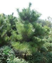 綠化苗木產(chǎn)品 苗木圖片信息106詳解與應(yīng)用指南