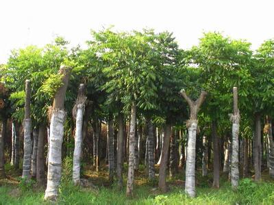 合肥欒樹苗木 品質(zhì)卓越，市場(chǎng)口碑載道