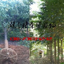 西湖管理區(qū)林森苗圃基地 優(yōu)質(zhì)苗木供應(yīng)的綠色寶庫(kù)