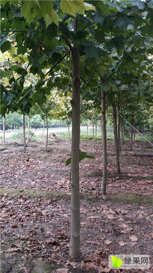 2020年綠化苗木價(jià)格行情走勢(shì)分析與展望