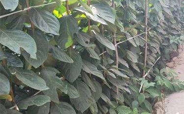 柿樹苗木的培育與栽種指南