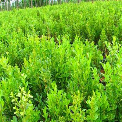 庭院綠化的優(yōu)秀選擇 瓜子黃楊，四季常青的耐寒綠籬植物